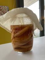 Kombucha Scoby met Startvloeistof, Diversen, Levensmiddelen, Ophalen