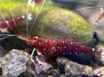 Caridina Dennerli (Sulawesi), Ophalen