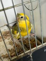 Roodrug parkieten ‘25, Dieren en Toebehoren, Vogels | Parkieten en Papegaaien, Meerdere dieren, Parkiet, Geringd
