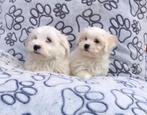 Maltezer pups, Dieren en Toebehoren, CDV (hondenziekte), Meerdere, Maltezer, 8 tot 15 weken