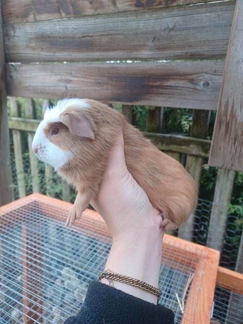 Cuy cavia, Dieren en Toebehoren, Overige Dieren