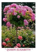 STAMROZEN: Gele, Rode, Roze, Witte, Oranje, ... 16€/stuk, Volle zon, Vaste plant, Zomer, Ophalen