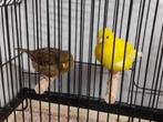 Canaris Fife fancy, Dieren en Toebehoren, Vogels | Kanaries, Meerdere dieren, Postuurkanarie