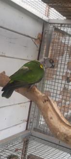 Bonte boer man, Dieren en Toebehoren, Vogels | Parkieten en Papegaaien, Mannelijk, Papegaai