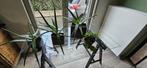 kamerplant Aloe vera en pannenkoekenplant, Enlèvement