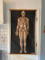 Lichaam bloedsomloop, Antiek en Kunst, Ophalen