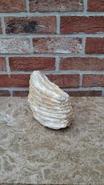 Molaire de mammouth fossilisée, Enlèvement