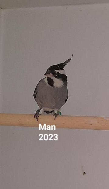 Man Boliviaanse kuifkardinaal 2023 beschikbaar voor biedingen