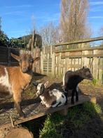 2 bokjes, 3maanden oud, Animaux & Accessoires, Moutons, Chèvres & Cochons, Mâle, Chèvre, 0 à 2 ans