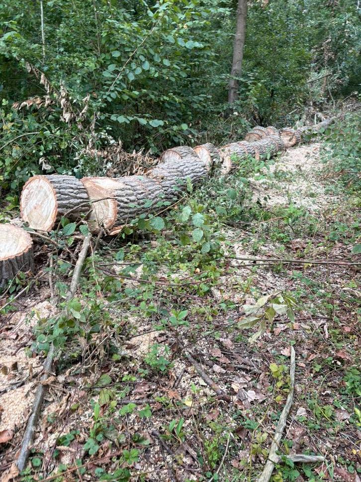 Brandhout Stamhout populier, Doe-het-zelf en Bouw, Hout en Planken, Nieuw, Ophalen