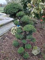 Prachtige taxus bonsai boom +- 25 jaar oud, Jardin & Terrasse, Plantes | Arbres, Plein soleil, Enlèvement, 100 à 250 cm, Arbre à bulbes