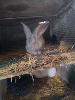 Vlaamse reus mannetje, Dieren en Toebehoren