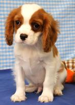 Super leuke Cavalier King Charles pups!, Dieren en Toebehoren, 15 weken tot 1 jaar, Buitenland, CDV (hondenziekte), Meerdere