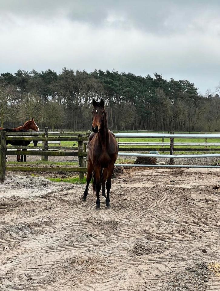 Top 4 jaarse merrie te koop, Animaux & Accessoires, Chevaux, Jument, Non dressé, 165 à 170 cm, 3 à 6 ans, Cheval de saut, Avec pedigree