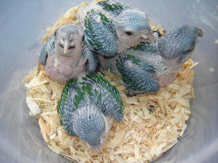 Voor kanaries en andere soorten..., Dieren en Toebehoren, Vogels | Kanaries