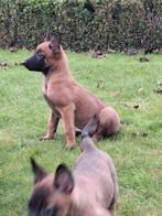 Chiots bergers de Malines, Plusieurs, Parvovirose, Belgique, Berger