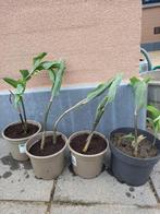 salomonszegel, Tuin en Terras, Planten | Tuinplanten, Ophalen, Halfschaduw
