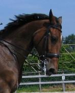 Passier, stang en trens, Ophalen, Zo goed als nieuw, Dressuur