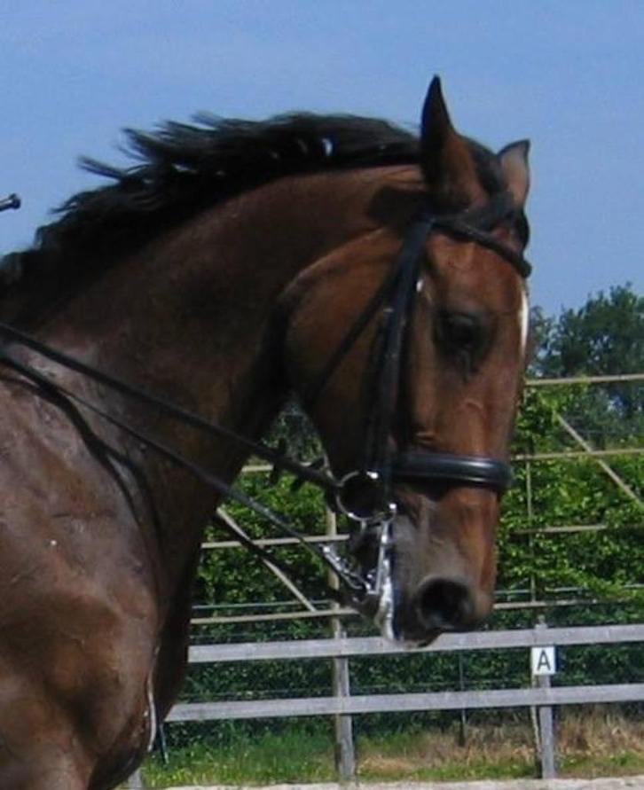 Passier, stang en trens, Dieren en Toebehoren, Paarden en Pony's | Hoofdstellen en Tuigage, Zo goed als nieuw, Dressuur, Ophalen