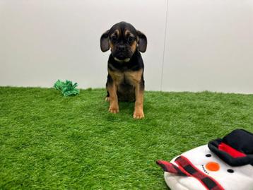 Puggle pups ( Mopshond x Beagle) - zwart en tan beschikbaar voor biedingen