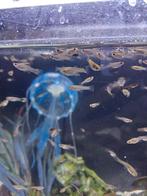 Jonge guppy's, Dieren en Toebehoren