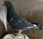 Zware fond duivin Voor Barcelona gebr. Brügmann NL., Dieren en Toebehoren, Vogels | Duiven, Vrouwelijk, Postduif