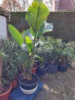 Belles plantes en pot, Jardin & Terrasse, Enlèvement