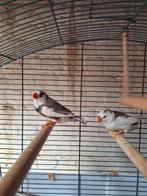 Kweekkoppel zibravinken met kooi, Dieren en Toebehoren