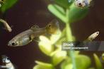 Guppies (mix) te koop, Dieren en Toebehoren, Vissen | Aquariumvissen, Vis, Zoetwatervis, Schoolvis