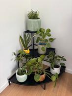 Plantenrek hoek, Enlèvement