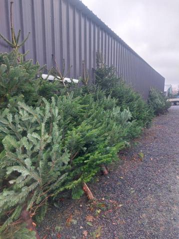 Kerstbomen: Nordman,  blauwspar ( grote bomen) beschikbaar voor biedingen