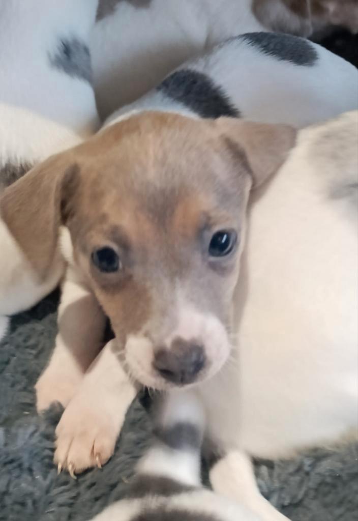 Mooie jack Russell pups (uit geteste ouders), Dieren en Toebehoren, Honden | Jack Russells en Terriërs, Meerdere dieren, Jack Russell Terriër