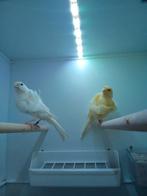 2025 Nord Hollandse kanarie wit/geel/, Dieren en Toebehoren, Vogels | Kanaries