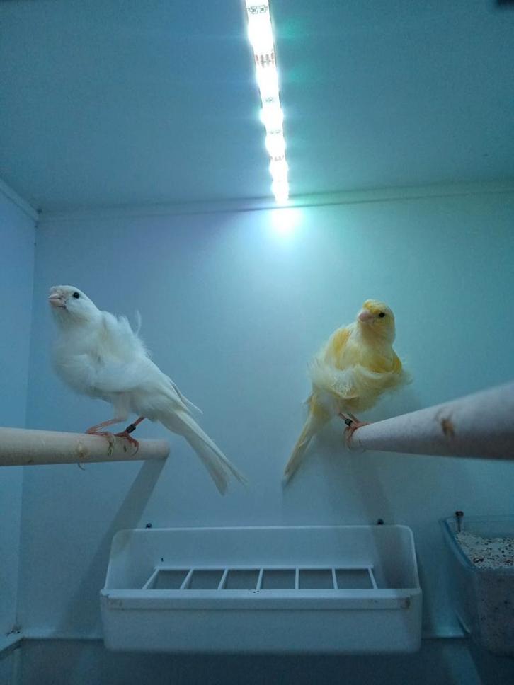 2025 Nord Hollandse kanarie wit/yellow/ groene, Dieren en Toebehoren, Vogels | Kanaries