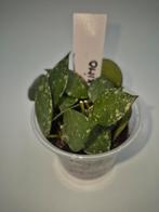 Hoya Kr. Eskimo, Huis en Inrichting, Ophalen of Verzenden