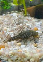 Baby pleco’s, ruitenkuisers, ancistrus te koop, Dieren en Toebehoren, Vissen | Aquariumvissen