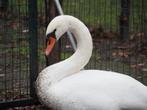 Zwanen knobbelzwaan, Dieren en Toebehoren, Pluimvee, Vrouwelijk, Gans of Zwaan