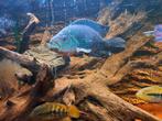 chiclide Jack Dempsey, Dieren en Toebehoren, Vissen | Aquariumvissen, Vis, Zoetwatervis