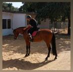 Co-pilote/soignant offert, Animaux & Accessoires, Chevaux