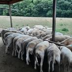 easy care ooien, Vrouwelijk, Schaap, 0 tot 2 jaar