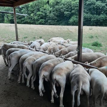 easy care ooien beschikbaar voor biedingen