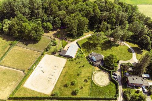 Amazone/ ruiter aangeboden, Dieren en Toebehoren, Paarden