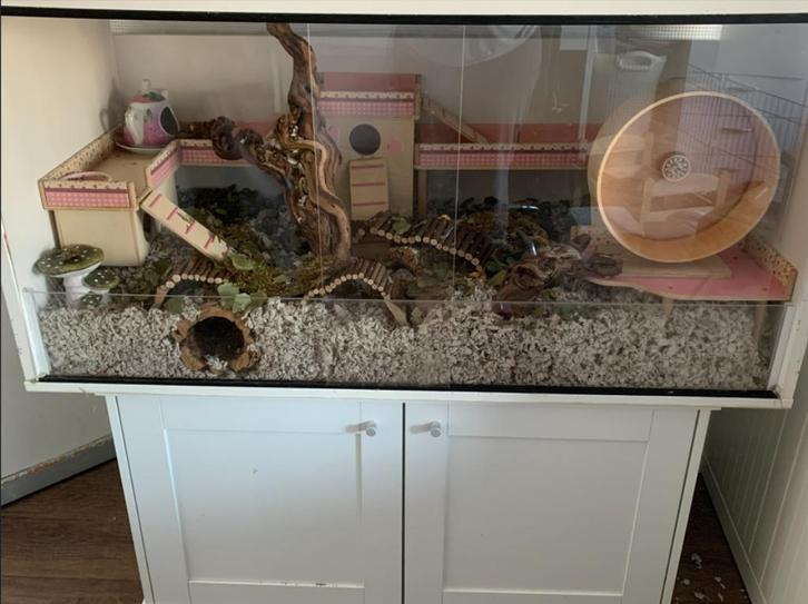 (hamster) verblijf / terrarium te koop, Dieren en Toebehoren, Knaagdieren en Konijnen | Hokken en Kooien, Gebruikt, Hok, Minder dan 60 cm