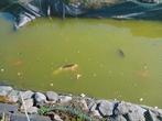 Koi  vissen, Dieren en Toebehoren, Vissen | Aquariumvissen