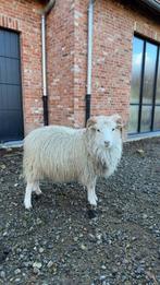 Schapen te koop, Meerdere dieren, Schaap