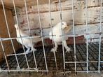 Takla duiven, Dieren en Toebehoren