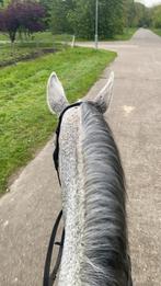 15 jarige leermeester te koop, Dieren en Toebehoren, Paarden en Pony's | Overige Paardenspullen, Ophalen of Verzenden, Zo goed als nieuw