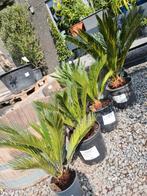 Palmboom Cycas Revoluta - Vredespalm, Ophalen, Palmboom