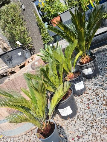 Palmboom Cycas Revoluta - Vredespalm  beschikbaar voor biedingen