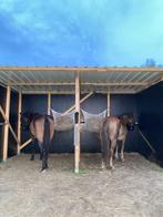 Pensionstal weide, Weidegang, 2 of 3 paarden of pony's